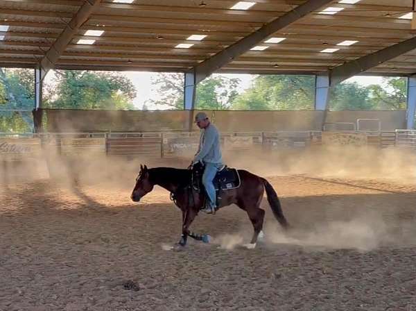 ranch-quarter-horse