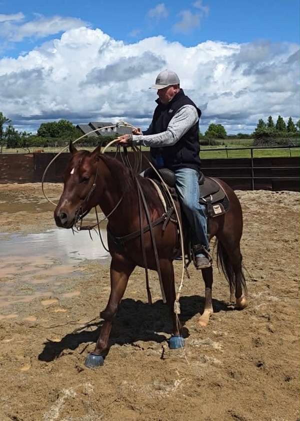 ranch-versatility-quarter-horse