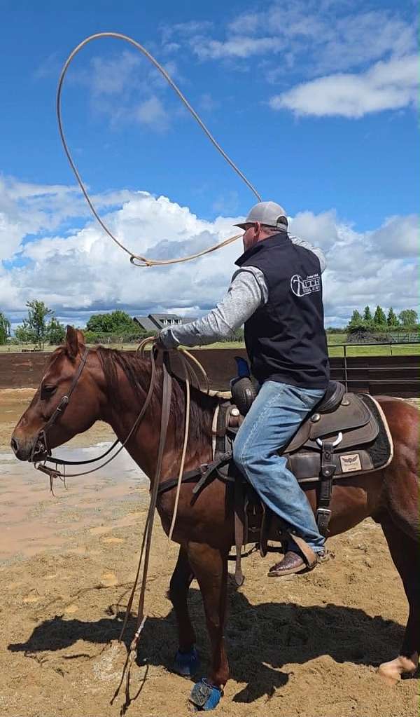 trail-quarter-horse