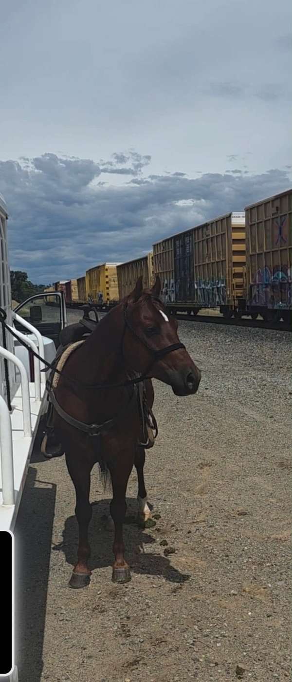 trail-riding-quarter-horse