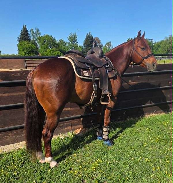 sorrel-all-around-horse