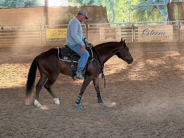 sorrel-quarter-horse-gelding