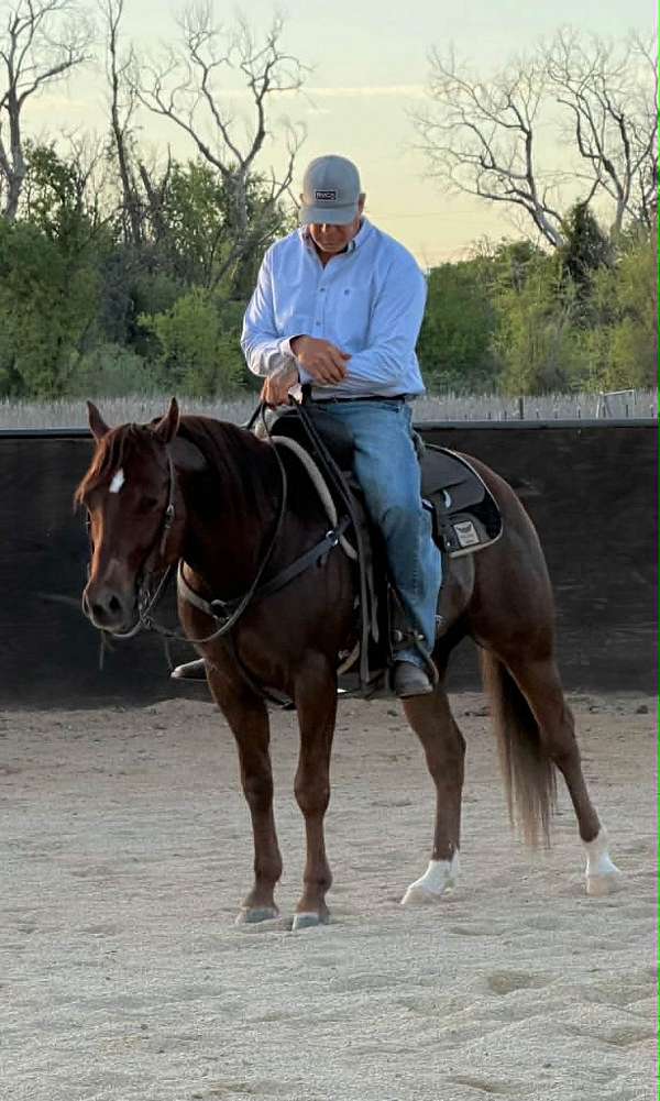 sorrel-athletic-horse