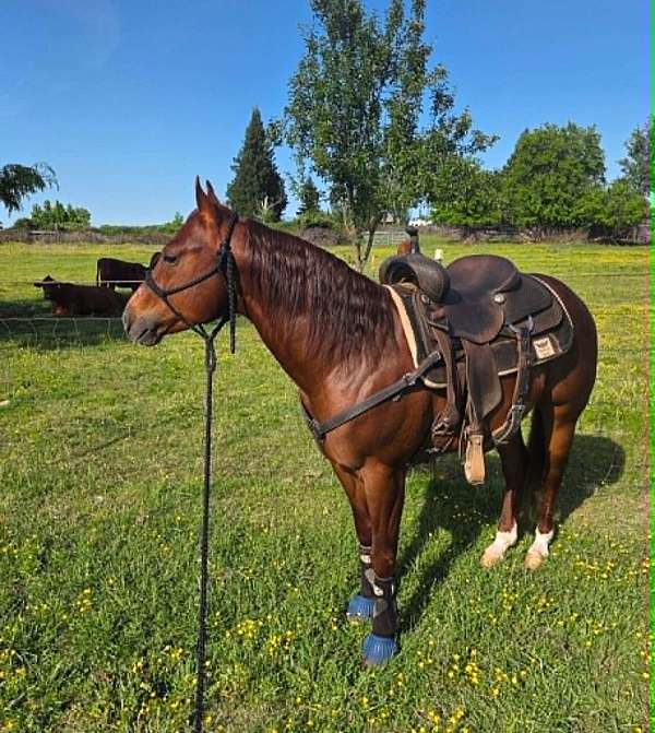 sorrel-ranch-horse