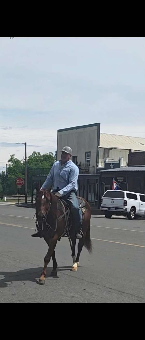 sorrel-ranch-versatility-horse