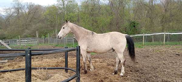 buckskin-white-socks-strip-star-face-horse