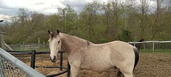 has-bred-tennessee-walking-horse