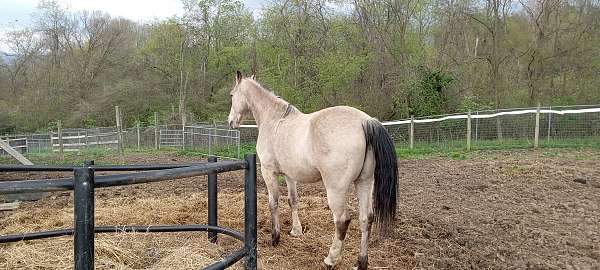 lunging-tennessee-walking-horse