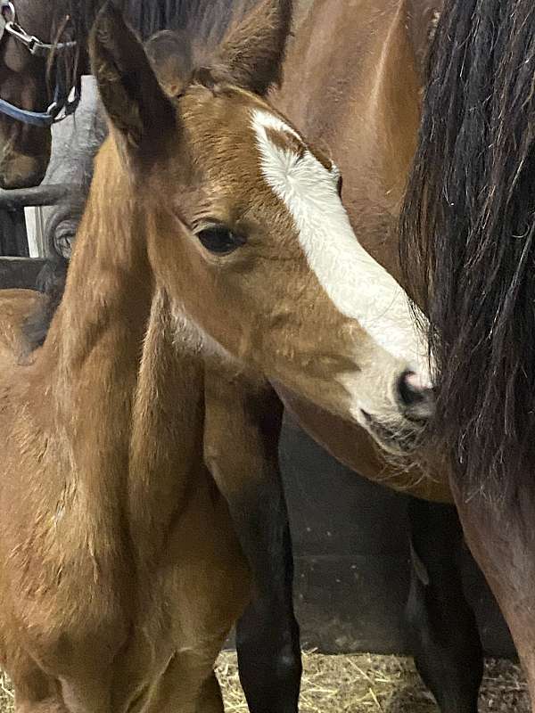 can-be-registered-standardbred-horse