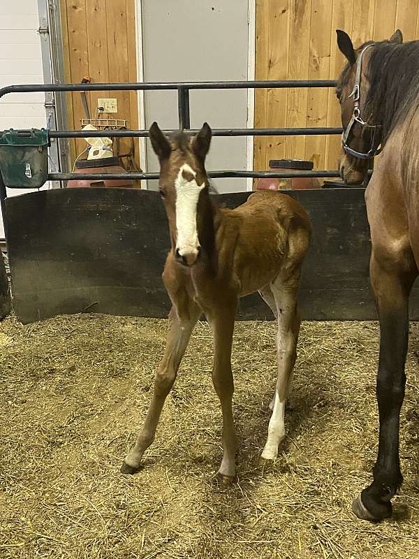 cash-only-standardbred-horse