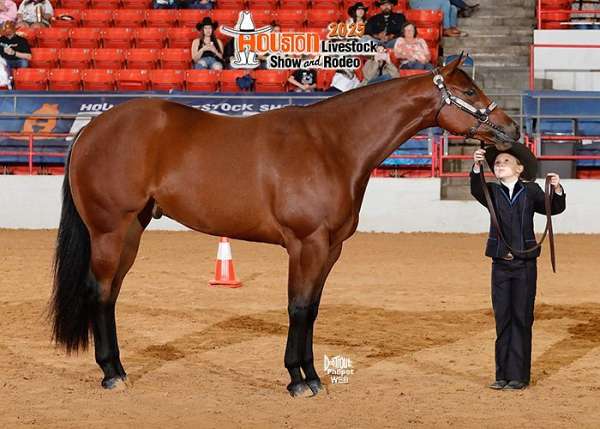 all-around-quarter-horse