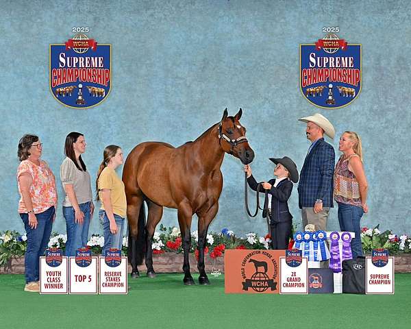 athletic-quarter-horse