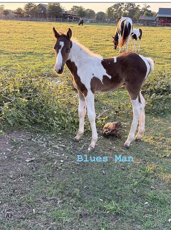 homozygous-spotted-spotted-saddle-horse