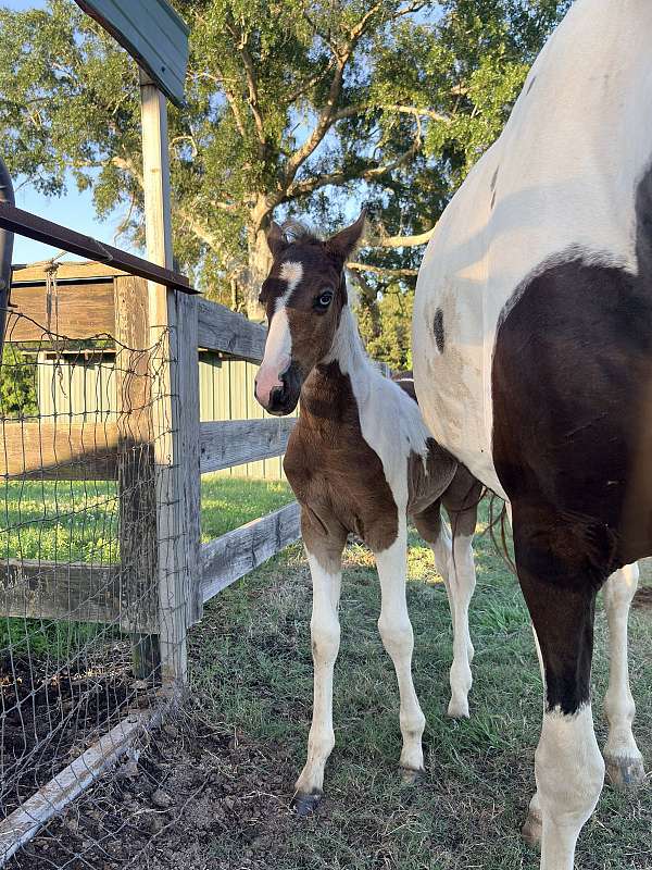 nssha-spotted-spotted-saddle-colt