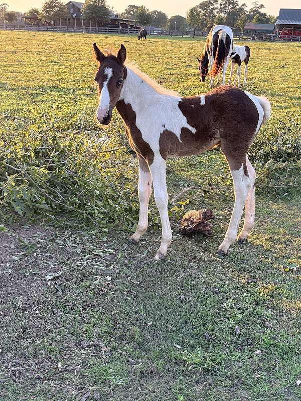 spotted-spotted-saddle-colt