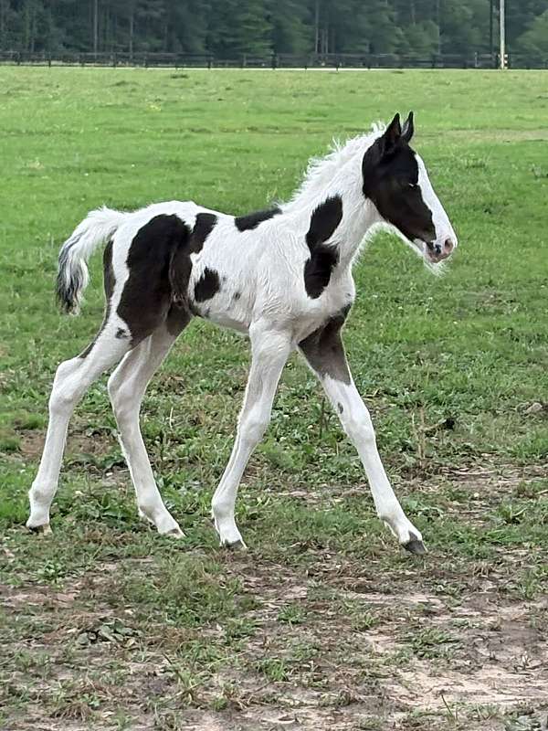 spotted-saddle-horse