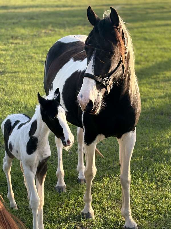 spotted-saddle-colt