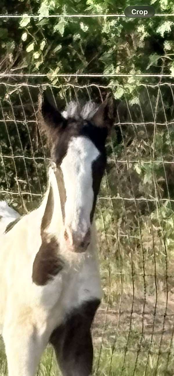 spotted-saddle-horse-for-sale