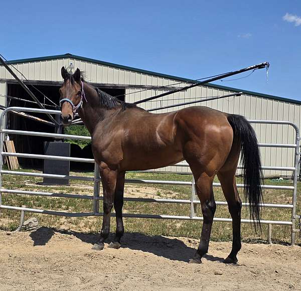 white-star-horse