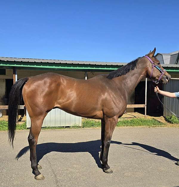 bay-white-star-horse