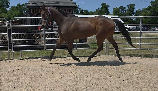 athletic-thoroughbred-horse