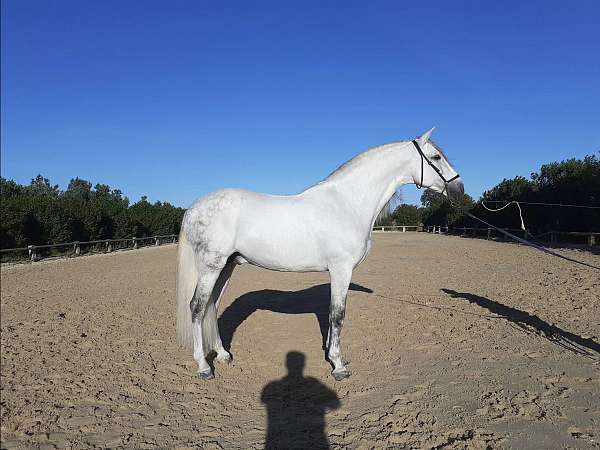 doma-stallion