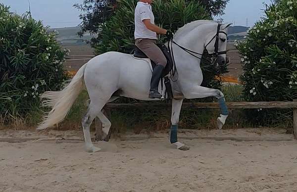 san-stallion
