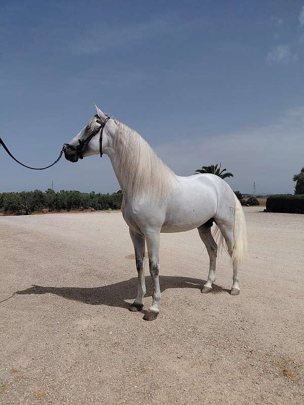 solo-stallion