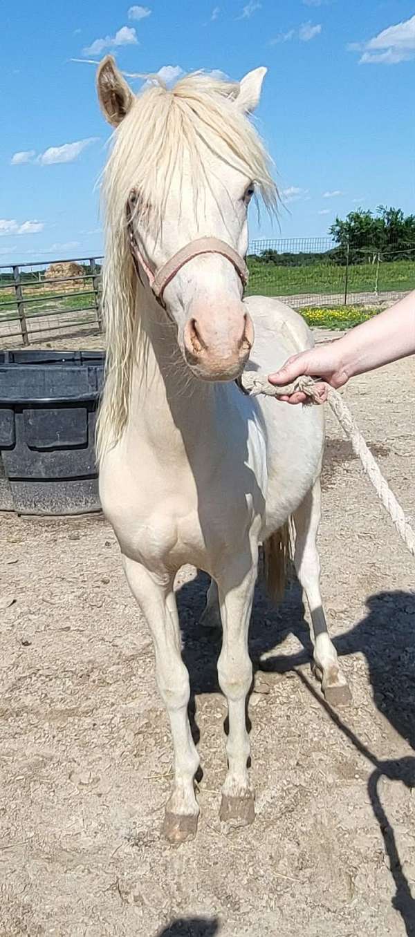 perlino-welsh-pony-filly