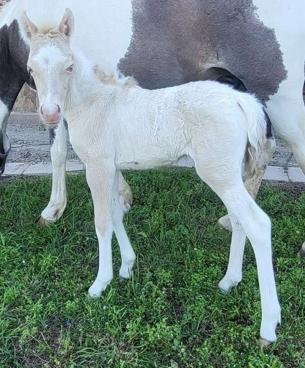 dunskin-wpcsa-filly