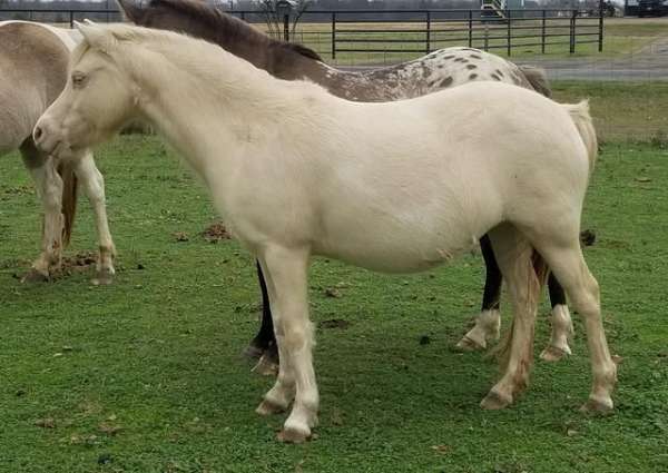 perlino-welsh-pony-broodmare