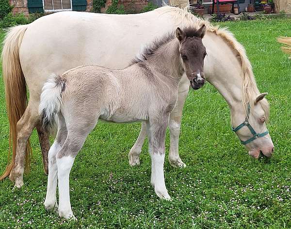perlino-wpcsa-broodmare
