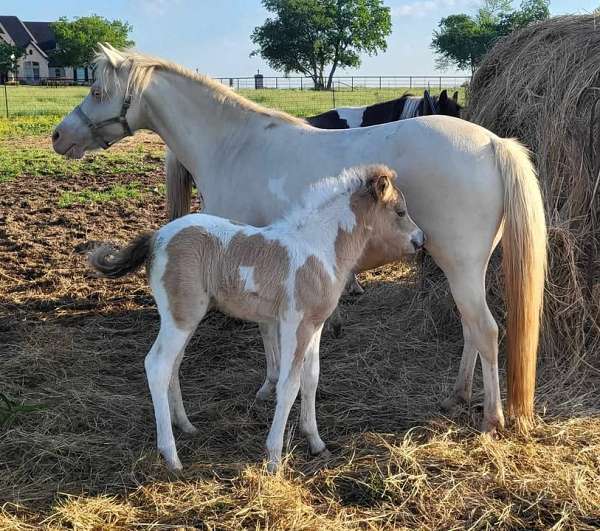 perlino-wpcsa-horse