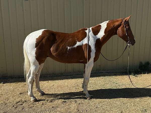 paint-gelding