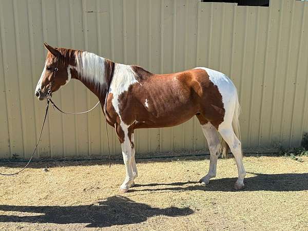 paint-horse-for-sale