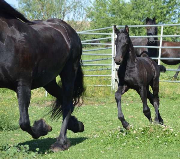 all-friesian-pony