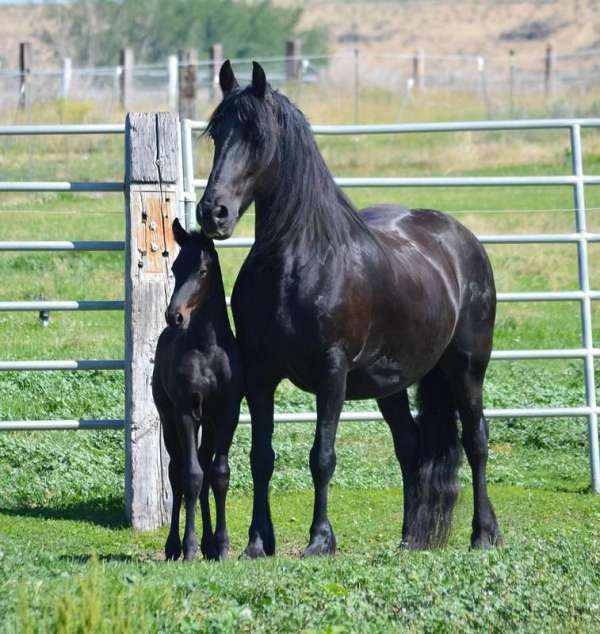 and-temperament-friesian-pony