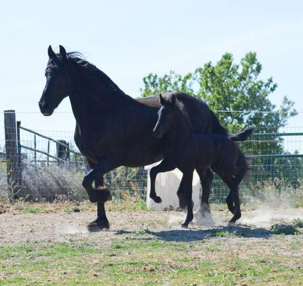 around-friesian-pony