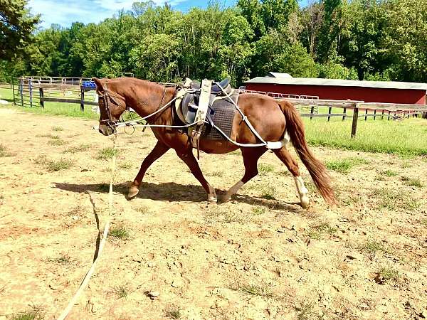 fredericksburg-arabian-horse