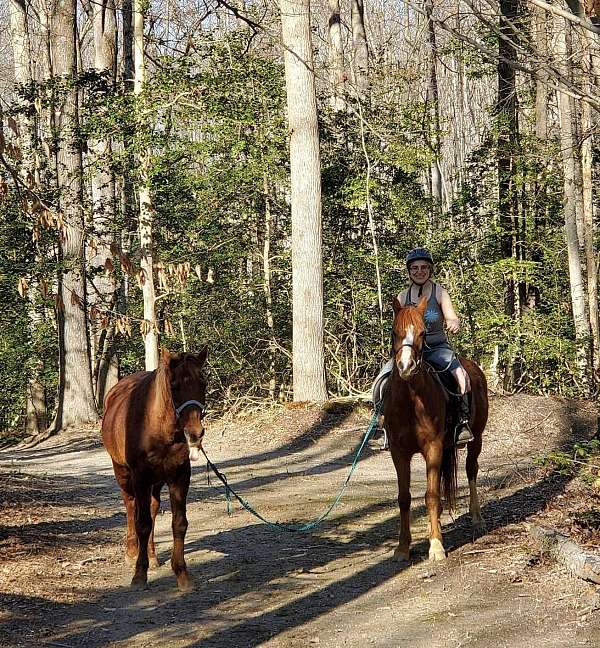 full-lease-arabian-horse