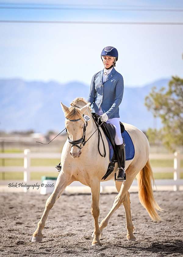 loxahatchee-andalusian-horse