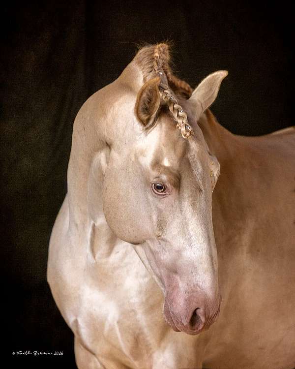 palm-beach-andalusian-horse