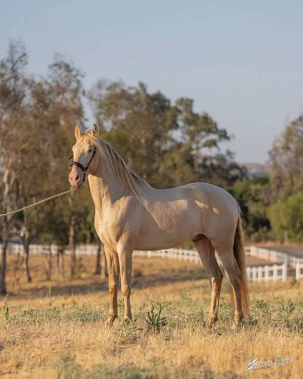 west-palm-beach-andalusian-horse
