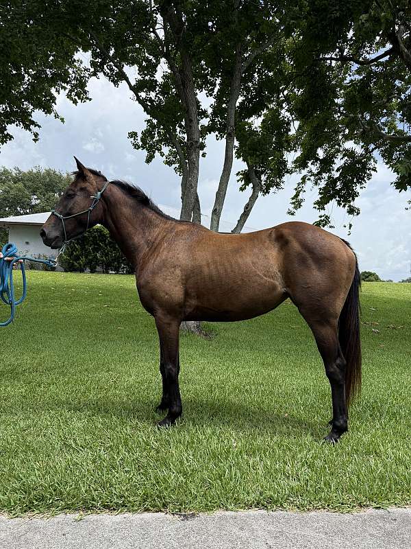 malbec-quarter-horse