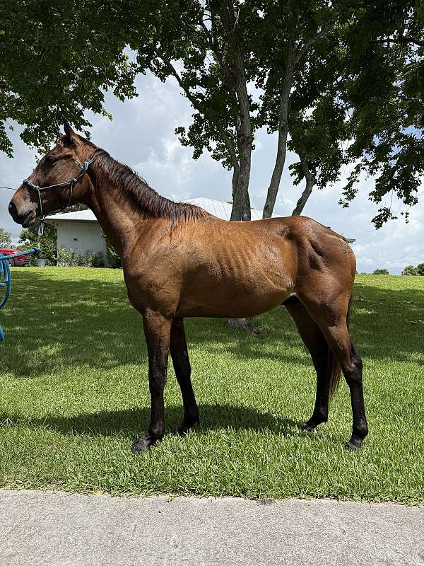 male-quarter-horse
