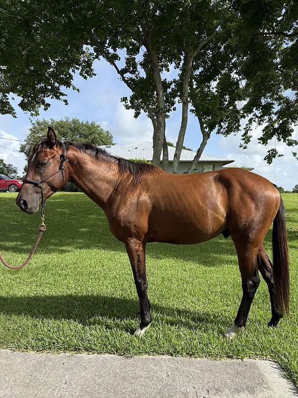 medallion-quarter-horse