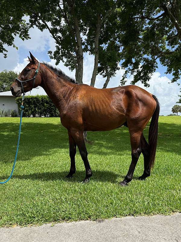 vaccines-up-to-date-gelding