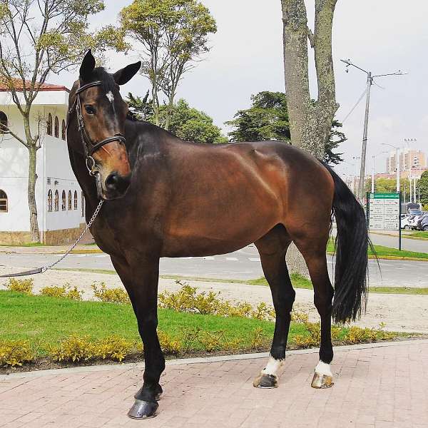 17-hand-selle-francais-mare