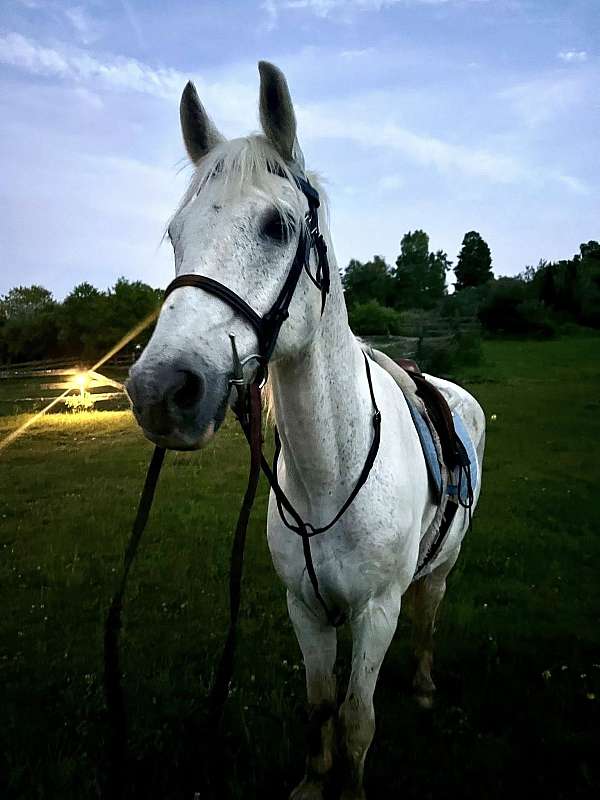 teddy-bear-gelding