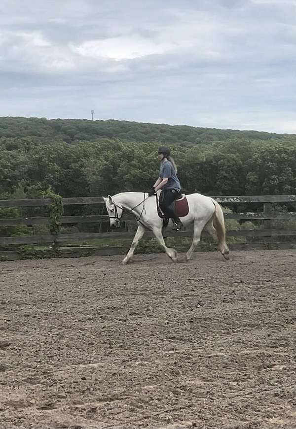 a-show-horse